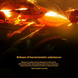 Groothandel Natuurlijke Elemi Bladeren Materiaal Antibacteriële Waterzuivering Bladeren - Product Image 4