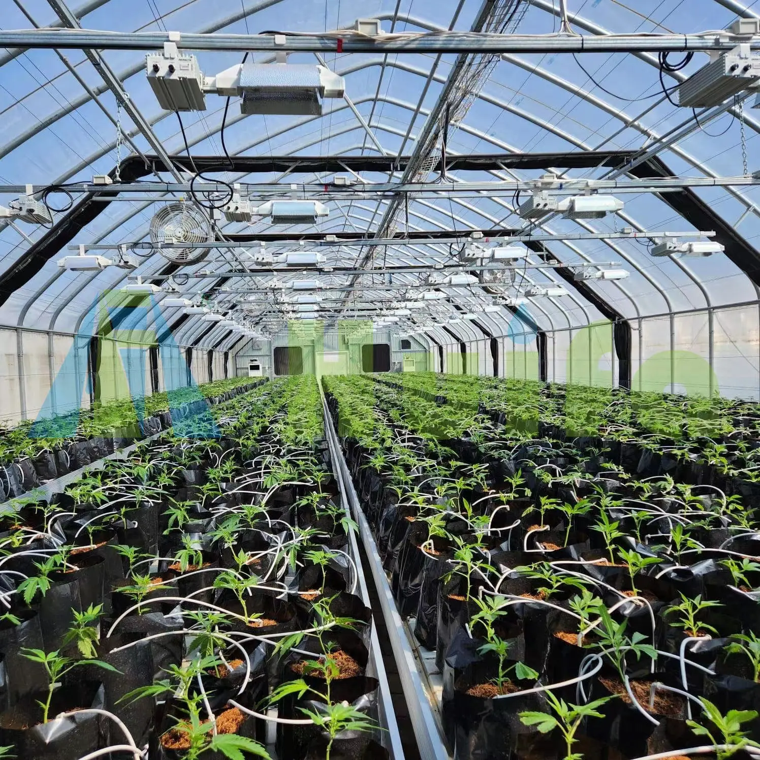 Invernaderos de privación de luz totalmente automatizados Red Blackout Green House Agricultura Comercial