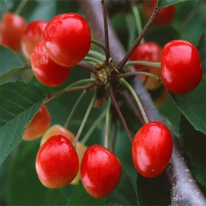 GMP-Zertifizierter Natürlicher Hochwertiger Withania Somnifera Extrakt Lebensmittelqualität Ashwagandha Withanolide Pulver 10:1 1%-5% Withanolide - Product Image 5
