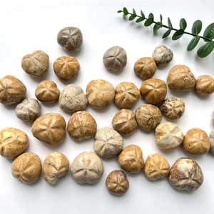 Tinh thể tự nhiên khắc mảnh han Madagascar Vỏ Đá mẫu vật kích thước nhỏ đá nhím biển - Product Image 4