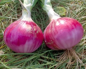New Crop Fresh Red &amp; Yellow <strong>Onions</strong> | Wholesale Fresh Vegetables | Bulk Fresh <strong>Onions</strong> for Sale - Product Image 3