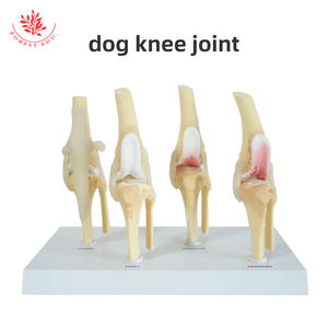 Modelo de rodilla para perro, esqueleto articulado canino de 4 etapas, Material de PVC de tamaño real, modelo anatómico Artificial para perro de ciencia médica - Product Image 3