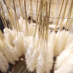 Loral holesale ededding ececorativo owers Ried Flowers Natral blanco Pampas ASS Rass grande ampampas ASS Rass - Product Image 3