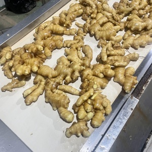 Высокое качество новый урожай Свежий Желтый Имбирь горячая Распродажа товар - Product Image 4