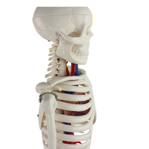 Modelo de esqueleto humano Bestcare de 85 cm con nervios y vasos sanguíneos para la enseñanza médica - Product Image 2