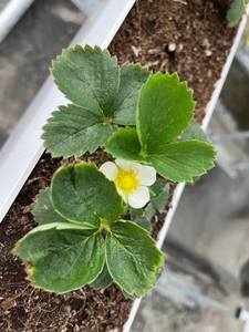 Serre agricole <span class=keywords><strong>Culture</strong></span> sans sol et système <span class=keywords><strong>hydroponique</strong></span> de <span class=keywords><strong>Culture</strong></span> de plantes fraises - Product Image 3