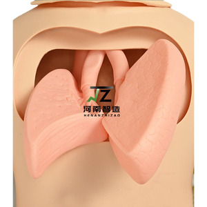 Manichino di allenamento maschile Senior 3 moduli per piaghe da decubito 8 moduli traumatologici per genitali maschili e femminili - Product Image 3