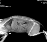 Appareil de radiographie vétérinaire à fluoroscopie dynamique DR avec bras rotatif sur pied, rotation à 180° et système d'imagerie numérique 17x17 pouces