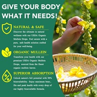 Gouttes de molène OEM avec chlorophylle, extrait liquide pour adultes recherchant un soutien respiratoire, en stock, expédition rapide