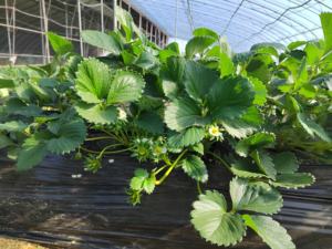 Stimulant d'enracinement biologique à base d'extrait d'algues, <span class=keywords><strong>engrais</strong></span> biologique, algues liquides brutes - Product Image 3