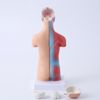 Modelo Anatómico de Estructura Corporal, Simulación Médica, Torso Completo con Órganos Internos, LD203, Juguete Educativo para la Enseñanza