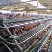 Cage de pondeuses 1000 poulets ferme avicole batterie Cages pour volaille poulet pondeuse poule oeuf un Type couche poulet cage élevage