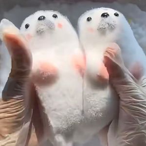 CHENXI Juguetes Blandos de Foca de Simulación Mochi, Juguetes Sensoriales de Animales Marinos Súper Suaves de Levantamiento Lento para Niños y Adultos - Product Image 2