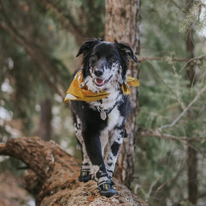 รองเท้าสุนัขทนทานสำหรับสุนัขขนาดใหญ่/ขนาดกลาง-ป้องกันหิมะและฤดูร้อนอุ้งเท้าความร้อนกันน้ำ - Product Image 5