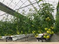 Serre agricole multi-chapelle en polytunnel avec film plastique pour système hydroponique de culture de tomates