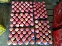 Apel Fuji Segar Kualitas Premium, Manis dan Renyah, Buah Merah untuk Ekspor Grosir dalam Jumlah Besar Langsung dari Pabrik di Cina