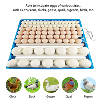 Bandeja Rodante para Incubadora de Huevos de Gallina, la Más Económica, con Capacidad para 110 Huevos, en Oferta