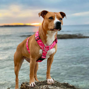 Camouflage Pattern Heavy Duty Tactical Fashion <b>Dog</b> <b>Harness</b> with Silicone Lining for Medium and <b>Large</b> <b>Dogs</b> Outdoor Training - Product Image 6