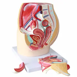 生命尺寸女性骨盆模型PNT-0580医学科学解剖模型图片高级PVC PNATOMY 21.5 * 24厘米CN;JIA 1850g