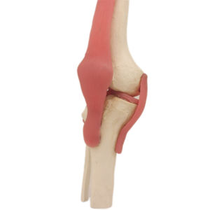 การทำสำเนาสูงและความถูกต้องรูปแบบการเรียนการสอนทางการแพทย์ข้อเข่า - Product Image 3