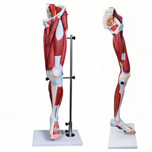 Modelo Anatómico <span class=keywords><strong>de</strong></span> Músculos <span class=keywords><strong>de</strong></span> <span class=keywords><strong>la</strong></span> <span class=keywords><strong>Pierna</strong></span> Humana, 13 <span class=keywords><strong>Partes</strong></span>, Tamaño Real, para Estudio Médico - Product Image 1