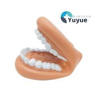 Modelo de Demostración de Cavidad Oral Flexible de Silicona Suave de Gran Tamaño con Cepillo de Dientes