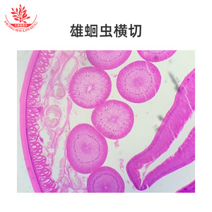 Portaobjetos de microscopio para parásitos, 30 portaatéles por paquete, estándar de educación superior, escuela de medicina, institución de investigación - Product Image 2