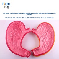 Modèle d'anatomie de l'estomac humain, naturel, grossissement 2x, pour l'enseignement biomédical, modèle de présentation sectionnel de la paroi viscérale, origine Chine