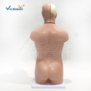 Modèle de torse intersexuel de 42 cm, anatomie des organes internes humains, modèle pédagogique médical scolaire (vente en gros) - Product Image 4