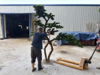 Koleksi Elegan Pohon Bonsai Pinus Buatan Besar untuk Dalam/Luar Ruangan, Dekorasi Dinding Bunga Simulasi Plastik