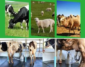 Machine à traire les vaches portable, machine à traire automatique turque, <span class=keywords><strong>prix</strong></span>, machine à traire les vaches simple/double, haute productivité - Product Image 6