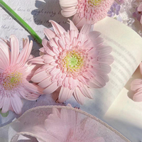 Gerbera Daisy Xi Lu Si Hua Sha Kelas A Grosir - Warna Pink untuk Buket, Langsung dari Produsen untuk Dekorasi Pernikahan, Rantai Dingin