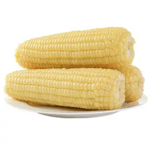 New Seasonal IQF Corn COB Frozen Whole Sweet Corn with Top Quality