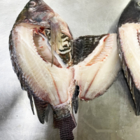 Production technique professionnelle de tilapias vivants entiers et ronds pour les acheteurs mondiaux