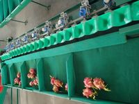 Automatische Sorteertransportband Citroen Ananas Sorteermachine