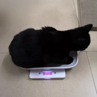 Balance numérique multifonctionnelle pour animaux domestiques Balance électronique réutilisable LCD pour petits animaux en acier inoxydable en plastique pour la cuisine