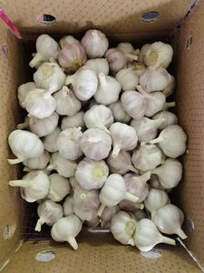 Ajo Chino Fresco 4.5-6.5cm, Cajas de 10kg, Bajo Precio, Exportación, Marca Ruiqi, Henan/Shandong, Un Año de Vida Útil - Product Image 2