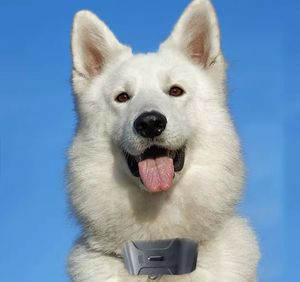 <span class=keywords><strong>GPS</strong></span>-трекер для собак с ошейником, 4G - Product Image 6