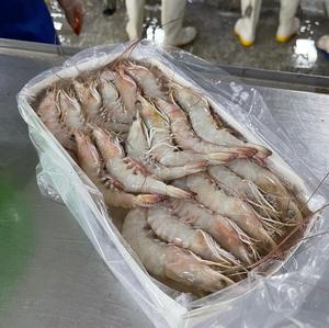 Venta al por mayor de camarones congelados de primera calidad de alta calidad de mariscos frescos naturales congelados de nueva temporada de camarones congelados para la exportación - Product Image 5