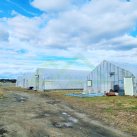 Serre tunnel monopente en PE, kit pré-découpé économique pour la culture prolongée des légumes et des tomates