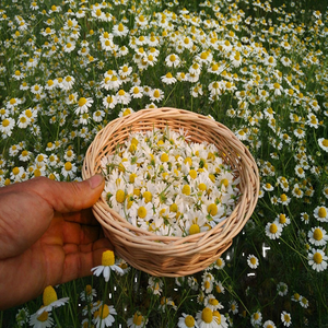Fleurs de Camomille Séchées Allemandes de Haute Qualité en Gros Sous Marque Blanche, Sachet de 500g, Moins de Brutes Fleuries, Culture Biologique, Qualité Supérieure, Vrac - Product Image 1