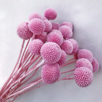 Rangkaian Bunga Craspedia Billy Buttons yang Diawetkan dengan 20 Tangkai, Premium-Tahan Lama untuk Dekorasi Hari Ibu, Natal, dan Pesta dalam Jumlah Besar