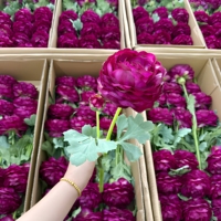 Bunga Ranunculus Buatan Realistis Warna Merah Mawar 45cm Sentuhan Asli Buatan Tangan Beraroma Dekorasi Interior Acara Grosir Pabrik