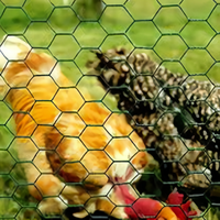 Grillage hexagonal ondulé galvanisé anti-corrosion – Clôture durable pour volailles et filet de jardinage pour poulaillers et fermes