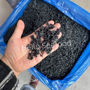 Algues séchées Wakame coupées 10KG/CARTON Origine Fujian - Product Image 5