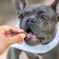 ODM/OEM Friandises à mâcher molles au calcium pour chiens avec vitamine D et minéraux, bénéfiques pour le sommeil et la digestion sensible, pour toutes les générations