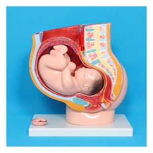 Anatomie du squelette humain, développement embryonnaire, système de reproduction utérin, <span class=keywords><strong>cavité</strong></span> pelvienne féminine, modèle fœtal de 9 mois - Product Image 6