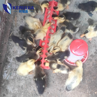 Équipement pour animaux mangeoire à poulet pigeon en plastique pour abreuvoir cage poulet volaille