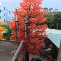 Décoration des arbres en soie artificielle d'érable naturel 3m d'automne, arbre d'érable japonais rouge, feuilles d'or du Canada, arbre d'érable