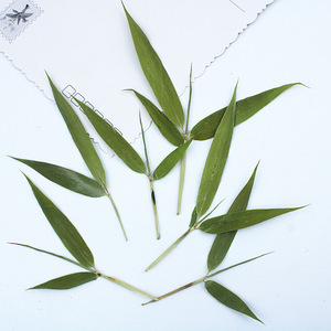 Feuilles de bambou entières séchées pressées naturelles avec tiges pour la fabrication de bougies, l'intégration de savons et l'artisanat en résine époxy - Product Image 5